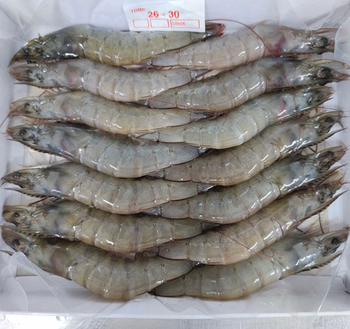 Frozen Vannamei Shrimp | Premium White Shrimp | IQF Frozen Seafood - Raju & Richi Farms - India